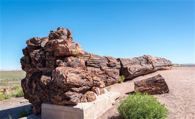 Versteinerter Wald im Petrified Forest NP